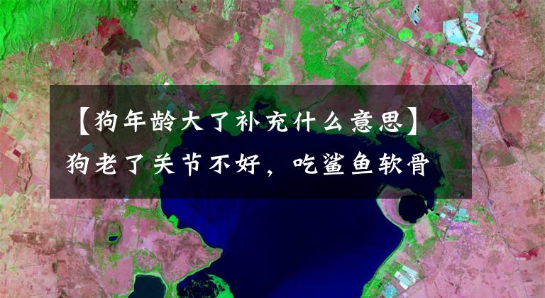 【狗年龄大了补充什么意思】狗老了关节不好，吃鲨鱼软骨素有用吗？文章配图