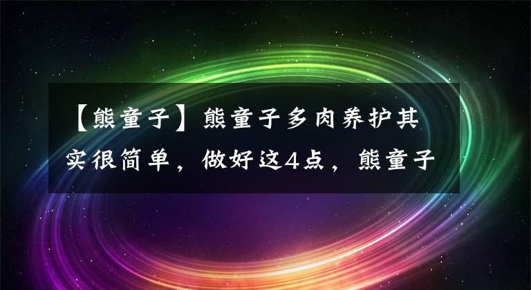 【熊童子】熊童子多肉养护其实很简单，做好这4点，熊童子轻松饱满可爱