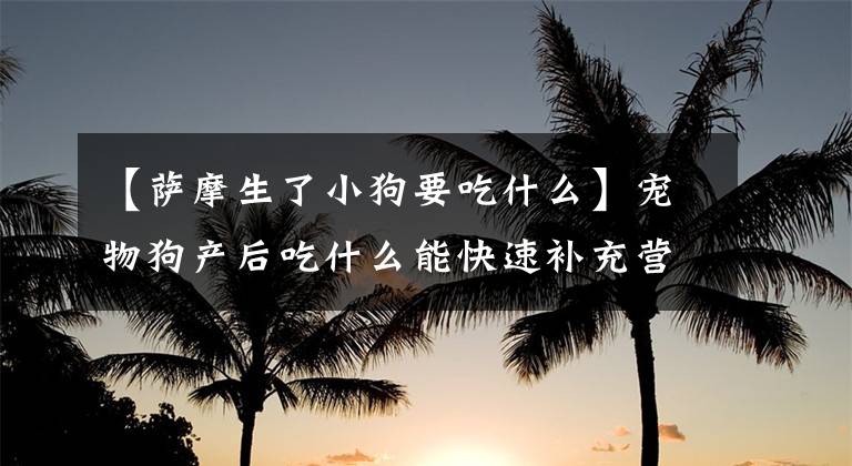 【萨摩生了小狗要吃什么】宠物狗产后吃什么能快速补充营养？文章配图