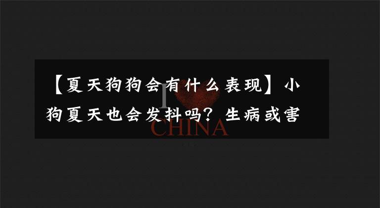【夏天狗狗会有什么表现】小狗夏天也会发抖吗？生病或害怕吗？事实上，都有可能。文章配图