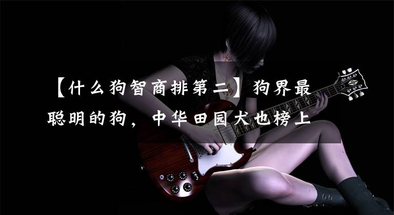 【什么狗智商排第二】狗界最聪明的狗，中华田园犬也榜上有名文章配图