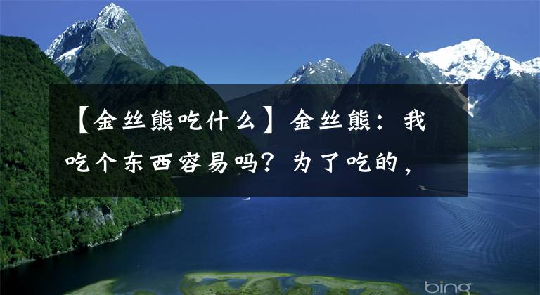 【金丝熊吃什么】金丝熊：我吃个东西容易吗？为了吃的，我的脸都变形了！