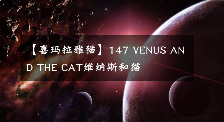 【喜玛拉雅猫】147 VENUS AND THE CAT维纳斯和猫