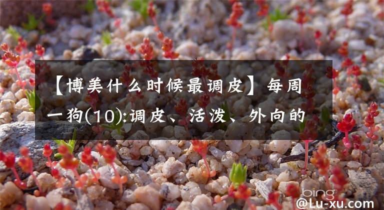 【博美什么时候最调皮】每周一狗(10):调皮、活泼、外向的精灵、博美犬文章配图