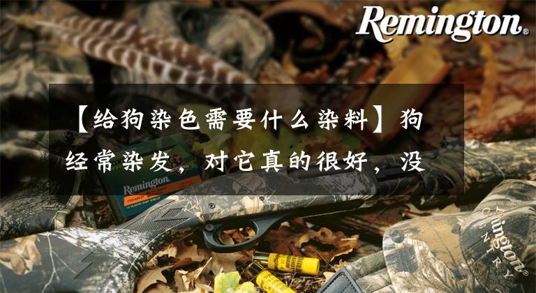 【给狗染色需要什么染料】狗经常染发，对它真的很好，没有影响文章配图
