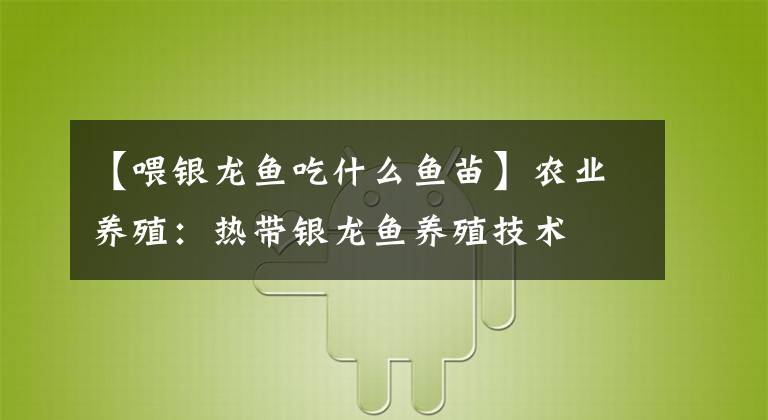 【喂银龙鱼吃什么鱼苗】农业养殖：热带银龙鱼养殖技术