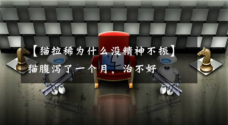 【猫拉稀为什么没精神不振】猫腹泻了一个月，治不好文章配图