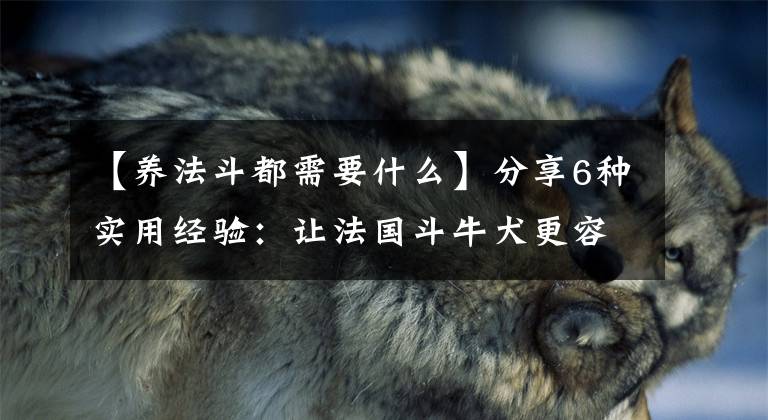 【养法斗都需要什么】分享6种实用经验：让法国斗牛犬更容易培养。文章配图