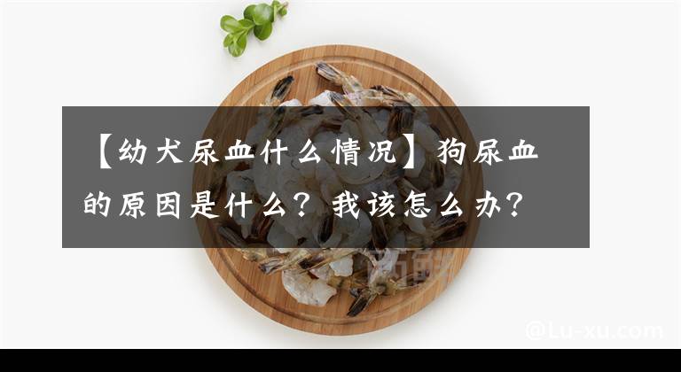 【幼犬尿血什么情况】狗尿血的原因是什么？我该怎么办？文章配图