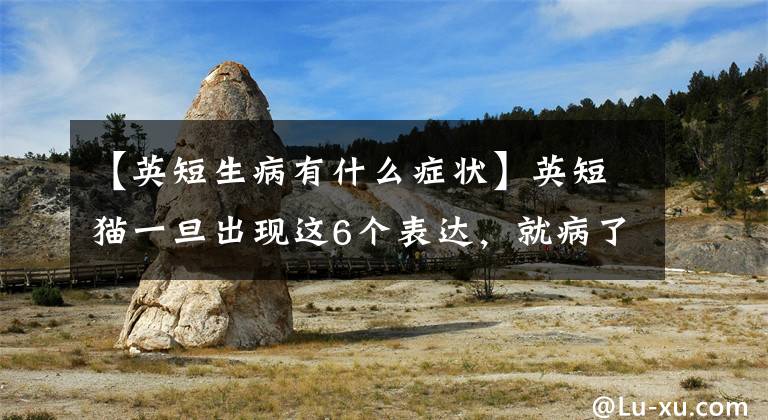 【英短生病有什么症状】英短猫一旦出现这6个表达，就病了不久。文章配图