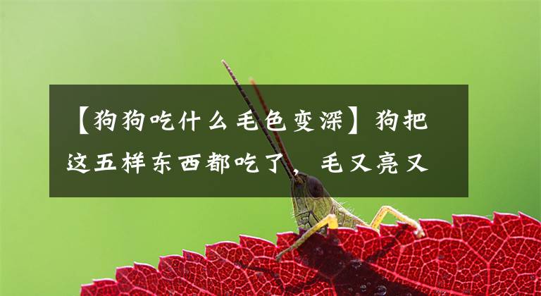【狗狗吃什么毛色变深】狗把这五样东西都吃了，毛又亮又漂亮！脱发严重文章配图