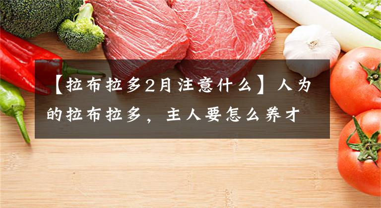 【拉布拉多2月注意什么】人为的拉布拉多，主人要怎么养才能养好？文章配图