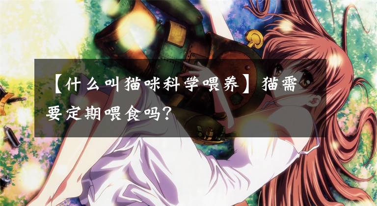 【什么叫猫咪科学喂养】猫需要定期喂食吗？文章配图