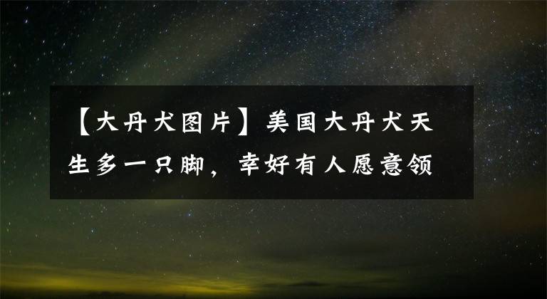 【大丹犬图片】美国大丹犬天生多一只脚，幸好有人愿意领养，让它拥有幸福新生活