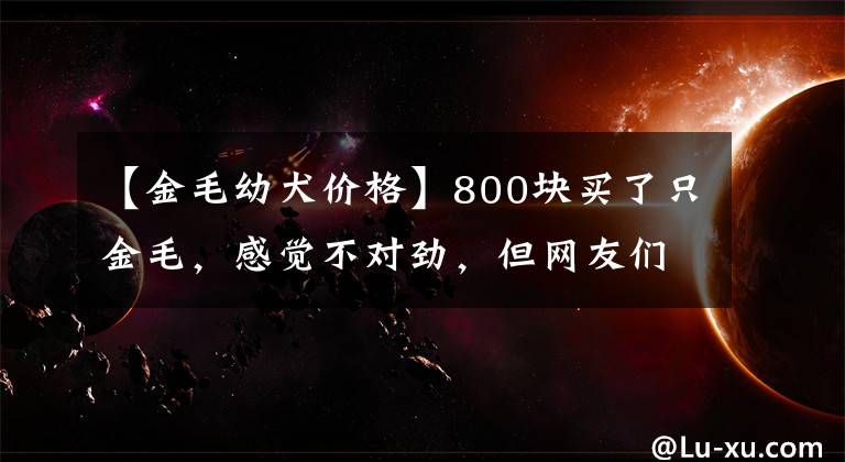 【金毛幼犬价格】800块买了只金毛，感觉不对劲，但网友们纷纷安慰这波不亏