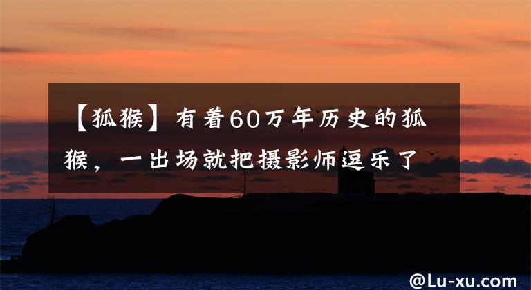 【狐猴】有着60万年历史的狐猴，一出场就把摄影师逗乐了