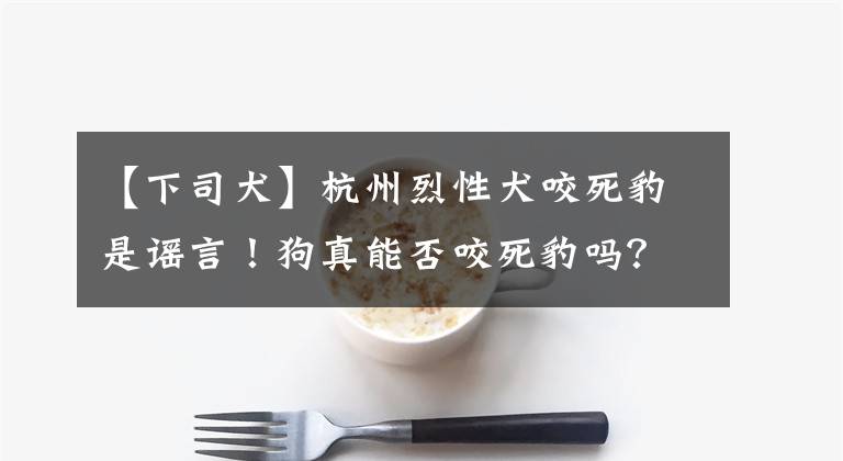 【下司犬】杭州烈性犬咬死豹是谣言！狗真能否咬死豹吗？为何说狗比狼厉害？