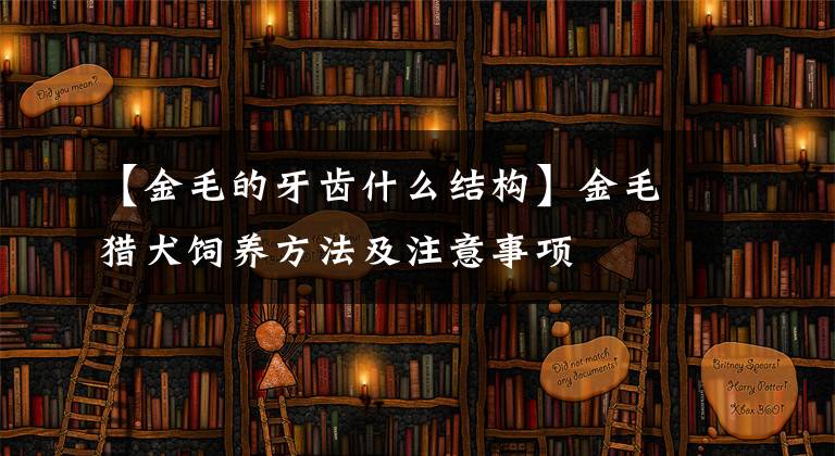 【金毛的牙齿什么结构】金毛猎犬饲养方法及注意事项文章配图
