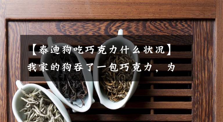 【泰迪狗吃巧克力什么状况】我家的狗吞了一包巧克力，为什么没事？上瘾了吗？文章配图