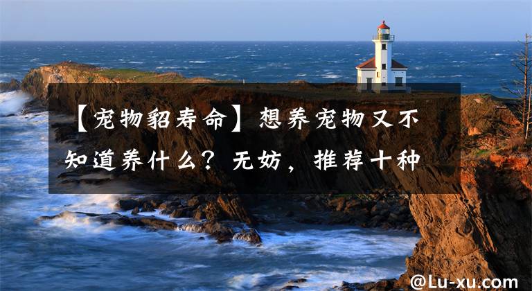 【宠物貂寿命】想养宠物又不知道养什么？无妨，推荐十种可以养又不犯法的宠物