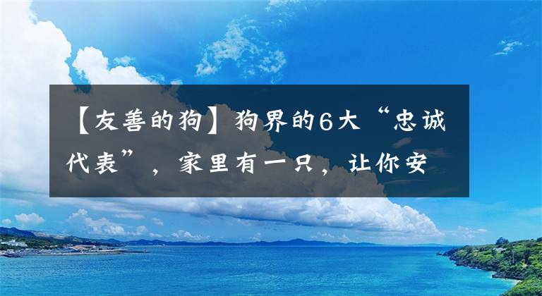 【友善的狗】狗界的6大“忠诚代表”，家里有一只，让你安全感十足