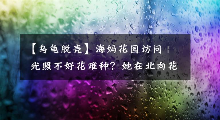 【乌龟脱壳】海妈花园访问 | 光照不好花难种？她在北向花园种出绣球花海