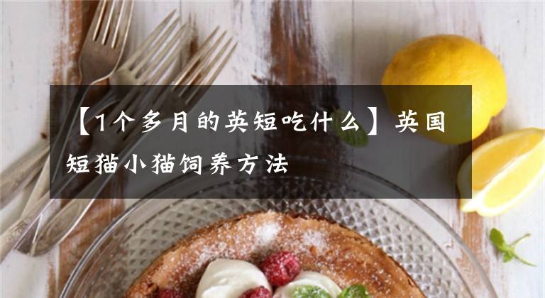 【1个多月的英短吃什么】英国短猫小猫饲养方法文章配图