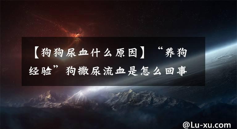 【狗狗尿血什么原因】“养狗经验”狗撒尿流血是怎么回事？犬尿血的三大原因文章配图
