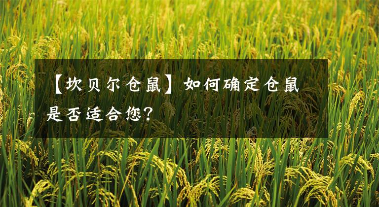 【坎贝尔仓鼠】如何确定仓鼠是否适合您？