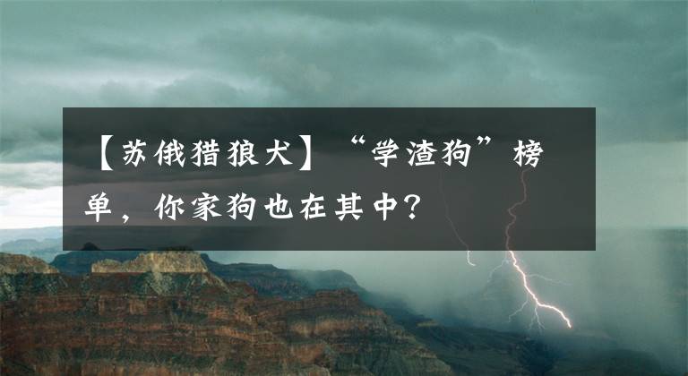 【苏俄猎狼犬】“学渣狗”榜单，你家狗也在其中？