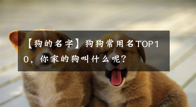 【狗的名字】狗狗常用名TOP10，你家的狗叫什么呢？