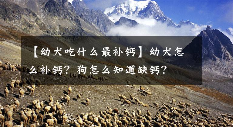 【幼犬吃什么最补钙】幼犬怎么补钙？狗怎么知道缺钙？文章配图