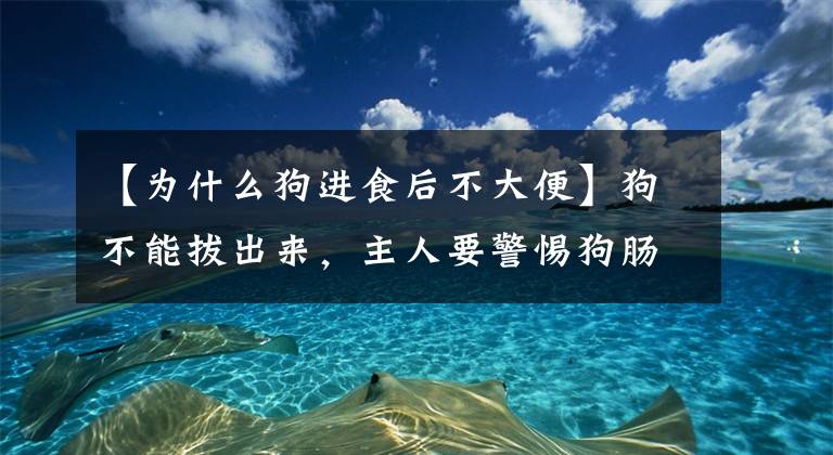 【为什么狗进食后不大便】狗不能拔出来，主人要警惕狗肠梗阻！便秘的话很简单文章配图