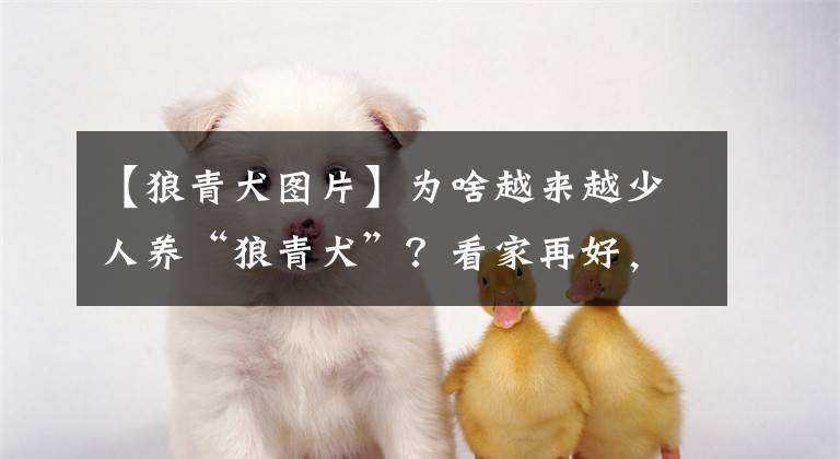 【狼青犬图片】为啥越来越少人养“狼青犬”？看家再好，也躲不过这6点