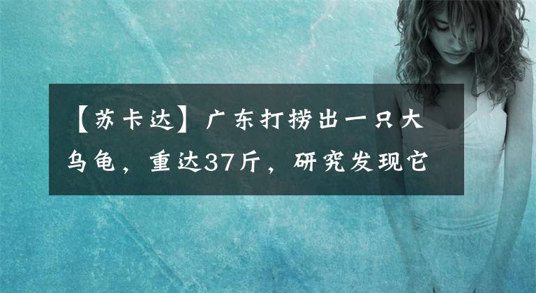 【苏卡达】广东打捞出一只大乌龟，重达37斤，研究发现它竟是入侵物种