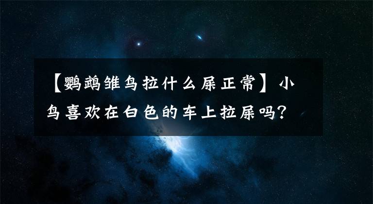 【鹦鹉雏鸟拉什么屎正常】小鸟喜欢在白色的车上拉屎吗？别笑，这是真的！