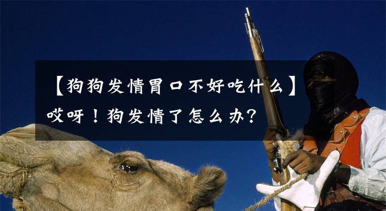 【狗狗发情胃口不好吃什么】哎呀！狗发情了怎么办？文章配图