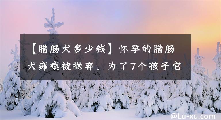 【腊肠犬多少钱】怀孕的腊肠犬瘫痪被抛弃，为了7个孩子它拖着巨大的身躯寻找食物