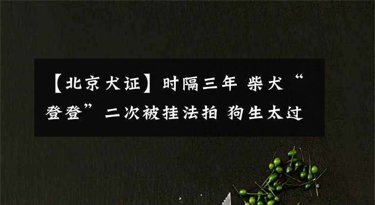 【北京犬证】时隔三年 柴犬“登登”二次被挂法拍 狗生太过艰难