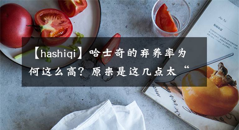 【hashiqi】哈士奇的弃养率为何这么高？原来是这几点太“遭人嫌”