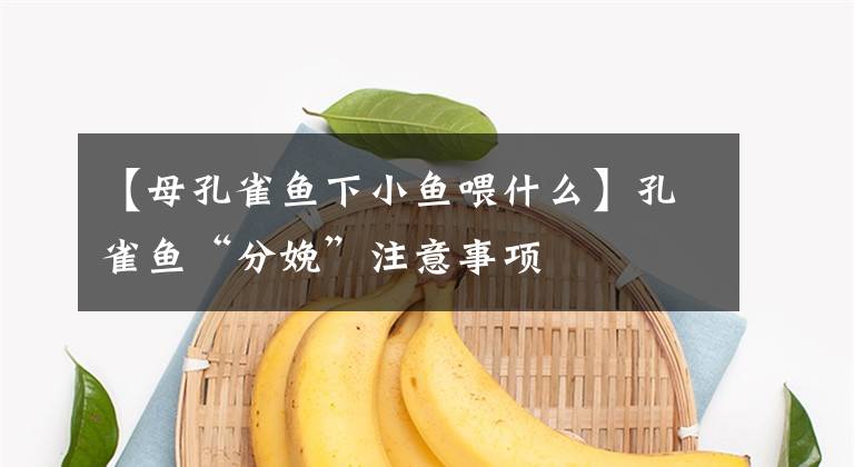 【母孔雀鱼下小鱼喂什么】孔雀鱼“分娩”注意事项文章配图