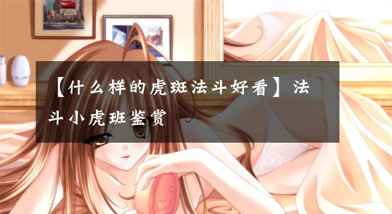 【什么样的虎斑法斗好看】法斗小虎班鉴赏文章配图