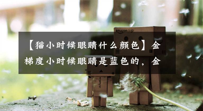 【猫小时候眼睛什么颜色】金梯度小时候眼睛是蓝色的，金梯度绿色的眼睛是多少钱，金梯度的眼睛不是圆的。文章配图