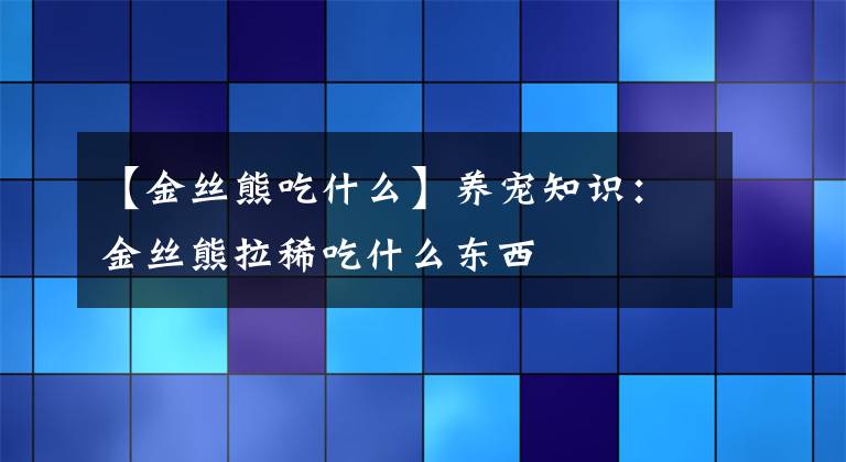 【金丝熊吃什么】养宠知识：金丝熊拉稀吃什么东西