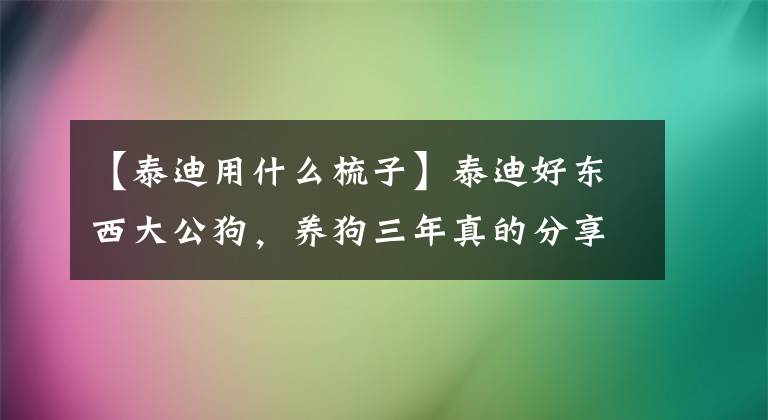 【泰迪用什么梳子】泰迪好东西大公狗，养狗三年真的分享文章配图