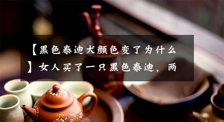 【黑色泰迪犬颜色变了为什么】女人买了一只黑色泰迪，两个月后发现褪色了，认出来后庆幸自己赚了。文章配图