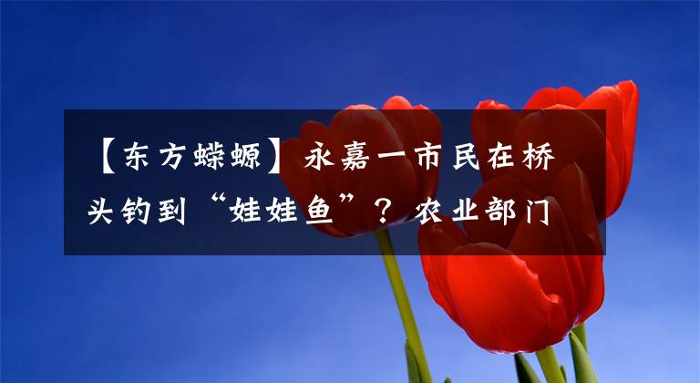 【东方蝾螈】永嘉一市民在桥头钓到“娃娃鱼”？农业部门说其实它是东方蝾螈