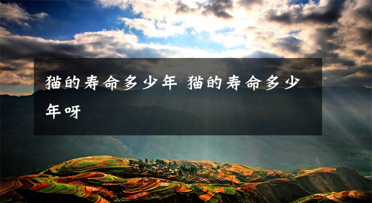 猫的寿命多少年 猫的寿命多少年呀文章配图