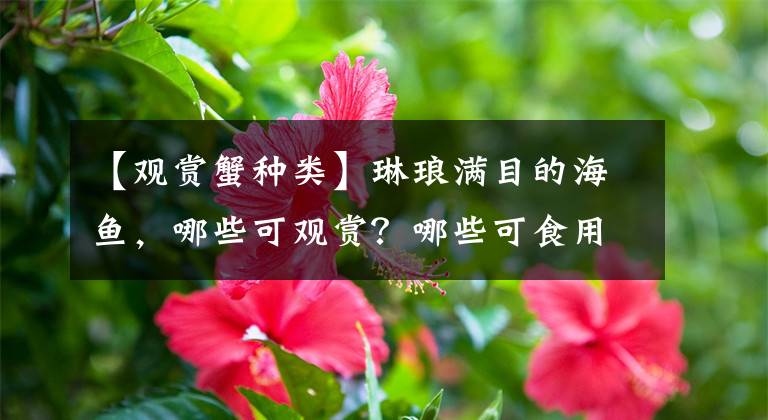 【观赏蟹种类】琳琅满目的海鱼，哪些可观赏？哪些可食用？