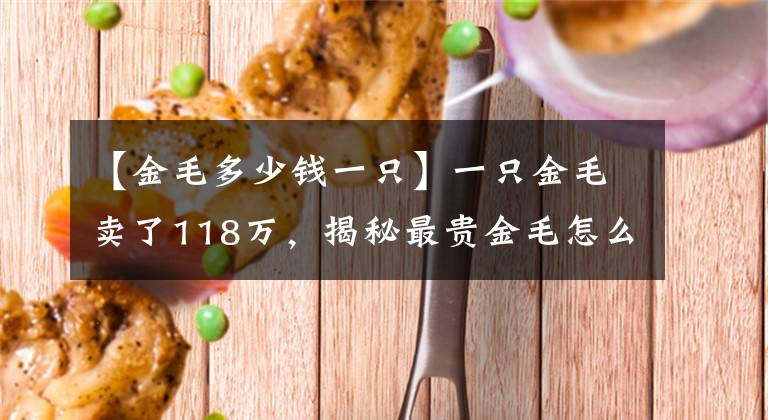 【金毛多少钱一只】一只金毛卖了118万，揭秘最贵金毛怎么养成